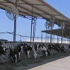 cows_feeding1_small.jpg