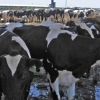 Aurora Texas Factory Farm