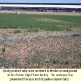 Aurora-High-Plains-Feedlot