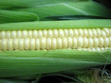 corn