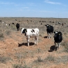 Dean Foods/Horizon Launches Additional Organic Factory Farms in New Mexico