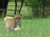 Snyder Family Farms in Oregon - Happy Heifer