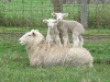 Snyder Family Farms in Oregon - Lamb On Sheep
