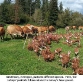 cows_and_turkeys_small.jpg