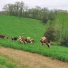 the_thickie_cows.jpg