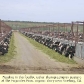 Fagundes Bros Factory-farm Dairy
