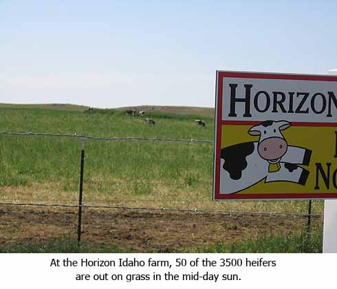 50_heifers_small.jpg