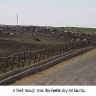 heifer_facility2_small.jpg