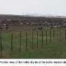 heifer_facility3_small.jpg