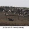 heifer_facility_small.jpg