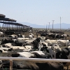 a-close-up-of-the-feedlots-at-the-rockview-organic-factory-dairy.jpg