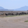 in-the-feedlot-and-at-the-feedbunk.jpg