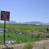 irrigated-land.jpg