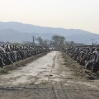 rockview-heifers-feedlot.jpg