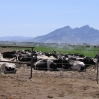 some-cows-are-out-of-the-feedlot.jpg