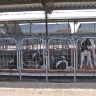 calf-housing-at-shamrock.jpg