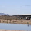 shamrock-organic-cow-barn-and-feedlot.jpg