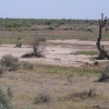 shamrock-unirrigated-land.jpg