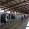 shamrock_conventional-cows.jpg