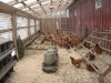 The True Heroes in Organic Egg Production—Pasture Based Family-Scale Farmers