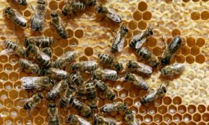 Honey-bees-sit-on-a-honey-006