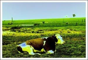mad-cow-america courtesy Alex Kuhllmann-Flickr