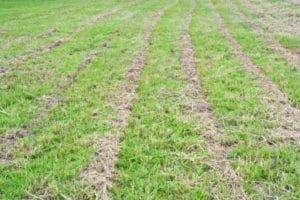 Field