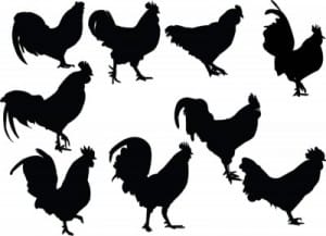 rooster