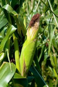 corn husk 123RF