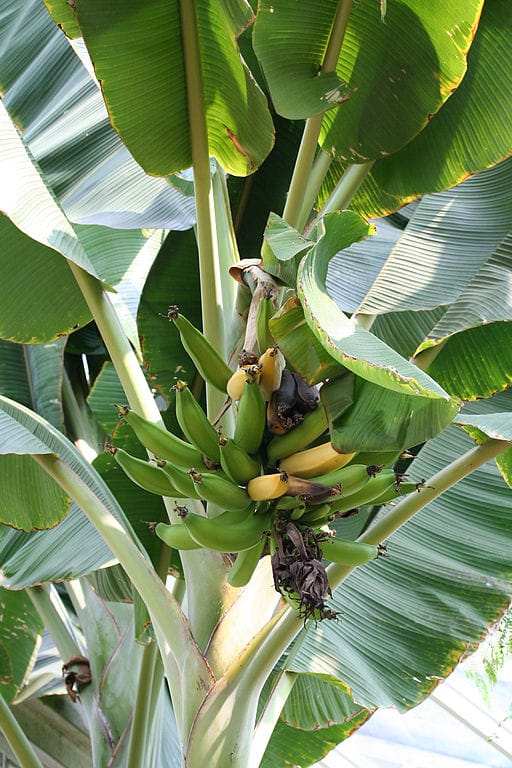 bananas on tree