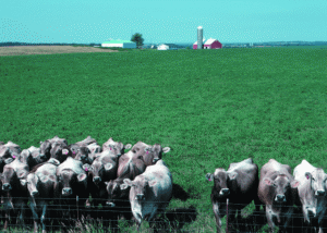 cowsinalfalfafieldnrcs