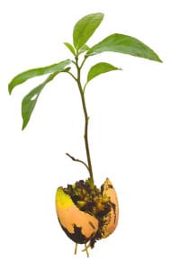 Avocado_Seedling