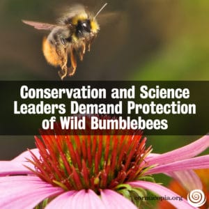 CI_WildBumbleBees_1