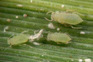 Russian-wheat-aphid