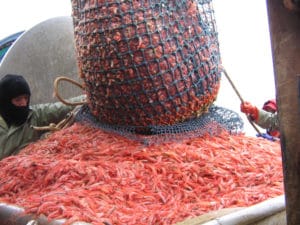 Northern_shrimp.NOAAFishwatch