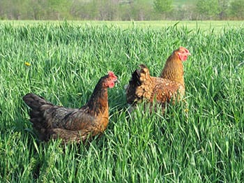 Windy_Ridge-Hens-on-Grass