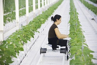 hydroponicfarm2
