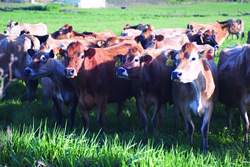 Organic Pastures Dairy Company 