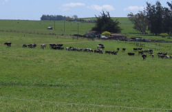 Sunny Side Cows on Pasture