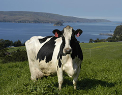 Straus Family Creamery