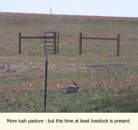 livestock on pasture