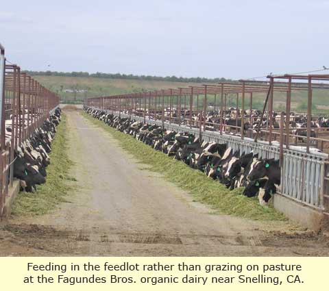 feedlot close-up