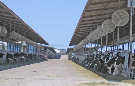 fans for cows
