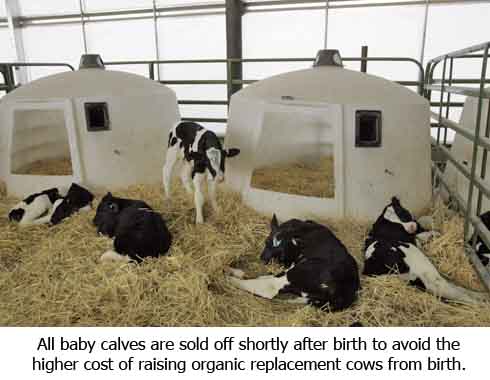 All of the baby calves are sold at birth to avoid the expense of raising them as organic animals