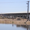 Enforcement Hammer Falls on Giant Arizona Organic Factory Farm Dairy