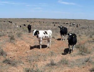 New Mexico cows in desert2