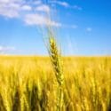 gold wheat
