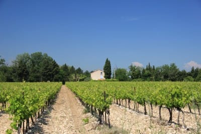 grape vineyard 123rf