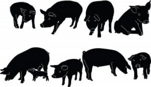 pigs
