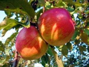 apples